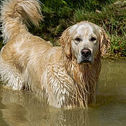 Vasko participe au concours pour gagner de l'argent avec cette photo : dog, golden_retriever, water, wet_fur, outdoor, grass, animal, pet, nature, canine, portrait, looking_at_camera, standing, fur, serious, calm, summer, daylight, pond, reflection