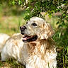 Vasko a rejoint le concours — aidez-le/la à gagner de superbes lots ! golden_retriever, dog, canine, pet, animal, outdoor, nature, grass, flower, greenery, sunlight, summer, relaxing, happy, portrait, mammal, fur, laying_down, blossom, leaves