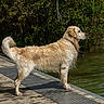 Vasko a rejoint le concours — aidez-le/la à gagner de superbes lots ! dog, golden_retriever, wet_fur, water, pond, dock, wooden_dock, outdoor, nature, greenery, animal, pet, canine, alert, standing, side_view, daylight, summer, calm, lake