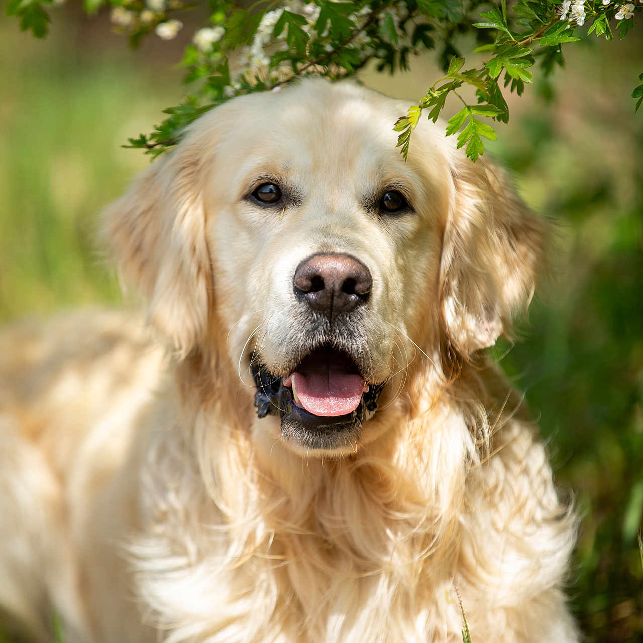 Vasko a rejoint le concours — aidez-le/la à gagner de superbes lots ! golden_retriever, dog, pet, animal, outdoor, nature, greenery, flowers, grass, sunlight, portrait, canine, fur, mammal, happy, tongue_out, leaf, closeup, summer, relaxed