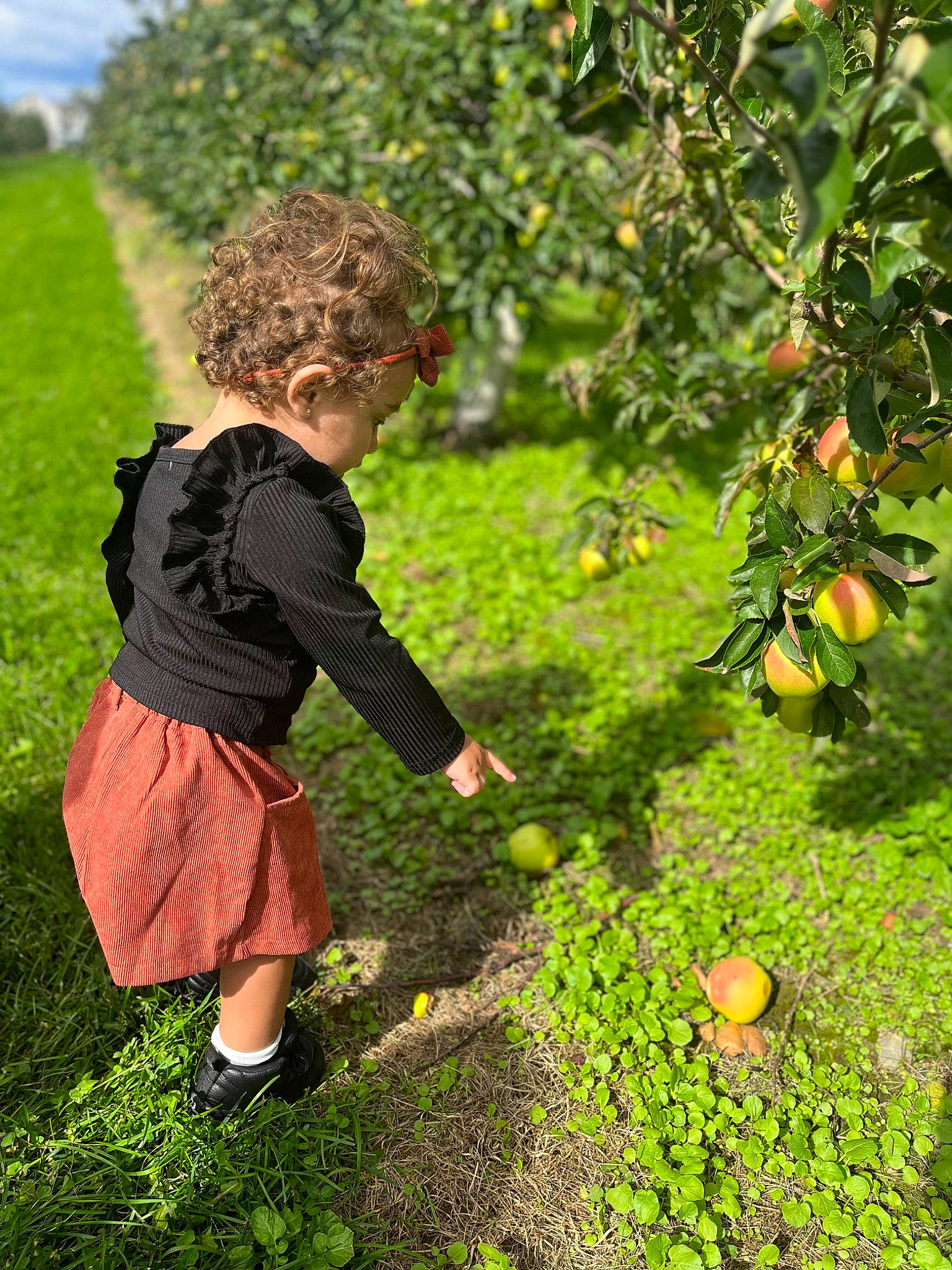 Zailee joined the competition — help win amazing prizes! bitter_orange, citron, citrus, flowering_plant, food, fruit, fruit_tree, grass, green, happy, leaf, natural_foods, orange, people_in_nature, person, plant, produce, rangpur, toddler, tree
