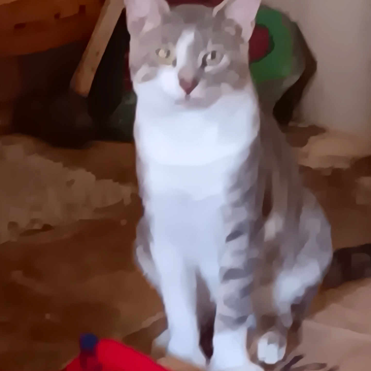 Leo joined the competition — help win amazing prizes! abyssinian, angora, animal, canine, cat, dog, egyptiancat, kitten, manx, pet, siamese