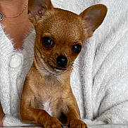 Rocky participe au concours pour gagner de l'argent avec cette photo : chihuahua, dog, pet, small_dog, brown_fur, ears, table, white_sweater, cozy, portrait, cute, animal, indoor, close_up, furry, tiny, looking, face, paws, companion