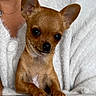 chihuahua, dog, pet, small_dog, brown_fur, ears, table, white_sweater, cozy, portrait, cute, animal, indoor, close_up, furry, tiny, looking, face, paws, companion
