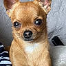 Rocky participe au concours pour gagner de l'argent avec cette photo : dog, chihuahua, small_dog, pet, close_up, brown_fur, big_eyes, ears, cute, indoor, blanket, purple_blanket, striped_clothing, resting, texture, background, animal, companion, portrait, furry