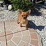 Rocky a rejoint le concours — aidez-le/la à gagner de superbes lots ! dog, chihuahua, small_dog, outdoor, sunlight, patio, stone_patio, pebbles, plants, shrubbery, garden, shadow, animal, pet, brown_dog, cute, standing, ears, daylight, nature