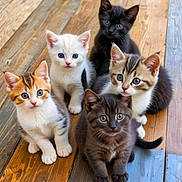 Perle participe au concours pour gagner de l'argent avec cette photo : animal, black_cat, cat, curious, cute, domestic_animal, floor, fur, group, indoor, kitten, pet, portrait, sitting, small, tabby, whiskers, white_cat, wood, young