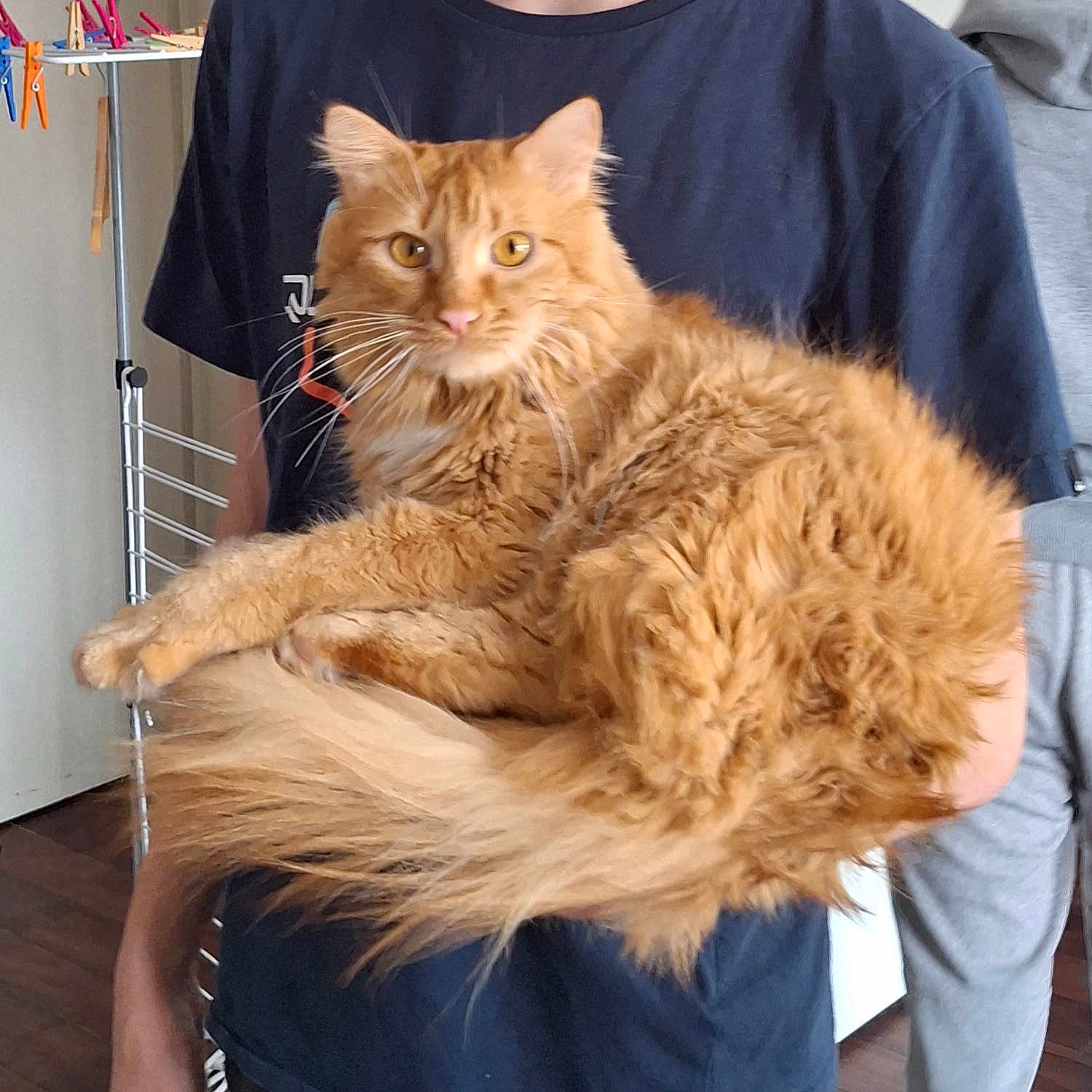 Pyroli a rejoint le concours — aidez-le/la à gagner de superbes lots ! abyssinian, angora, animal, cat, chair, desk, face, furniture, hardwood, head, indoors, interiordesign, kitten, manx, person, pet, photography, plywood, portrait, wood
