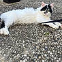 animal, black_markings, cat, curious, daylight, feline, fluffy, furniture, ground, leash, nature, orange_and_white_cat, outdoor, pebble_ground, pet, relaxing, resting, texture, two_cats, white