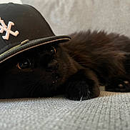 Scar joined the competition — help win amazing prizes! cat, black_cat, hat, baseball_cap, logo, animal, pet, fur, whiskers, eyes, laying_down, curious, close_up, indoor, texture, soft, cozy, relaxed, portrait, cute