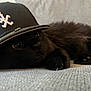cat, black_cat, hat, baseball_cap, logo, animal, pet, fur, whiskers, eyes, laying_down, curious, close_up, indoor, texture, soft, cozy, relaxed, portrait, cute
