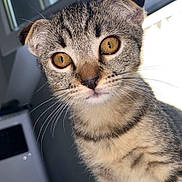 Nyssa a rejoint le concours — aidez-le/la à gagner de superbes lots ! cat, kitten, tabby, indoor, pet, fur, whiskers, ears, eyes, bed, window, striped, curious, animal, mammal, closeup, face, young, cute, domestic