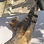 Nyssa a rejoint le concours — aidez-le/la à gagner de superbes lots ! cat, tabby, stretching, sunlight, shadow, outdoor, relaxing, pet, animal, feline, whiskers, paw, fur, resting, daylight, surface, shadow_play, closeup, nature, calm