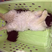 Poka a rejoint le concours — aidez-le/la à gagner de superbes lots !