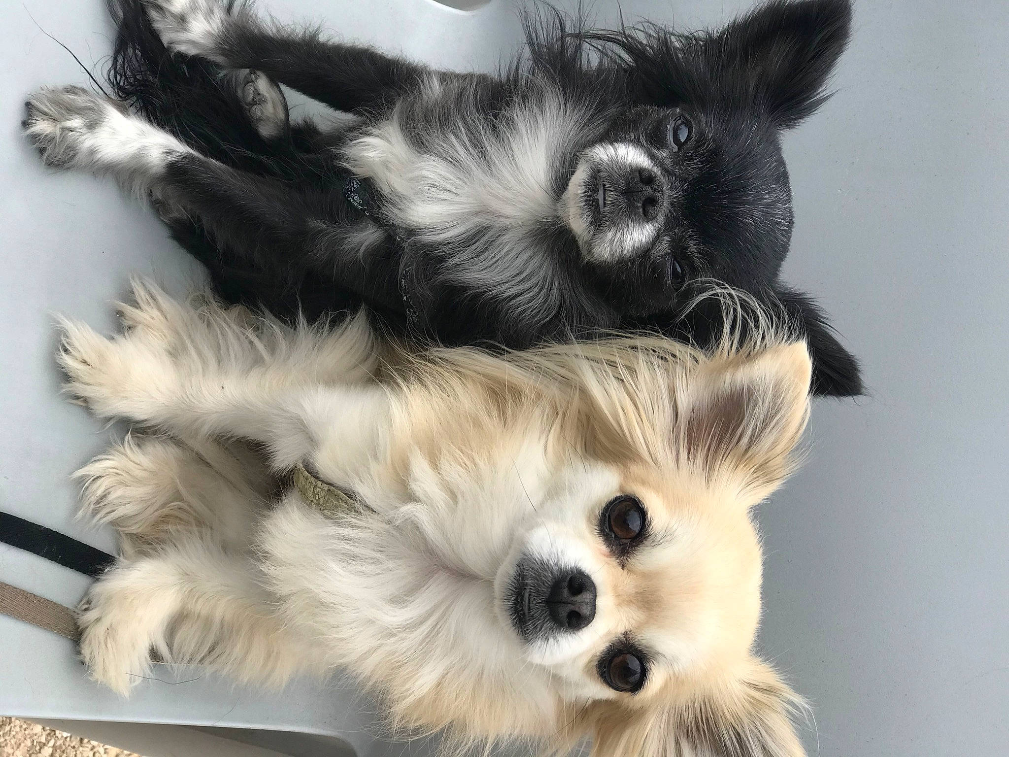 Hera Et Hestia a rejoint le concours — aidez-le/la à gagner de superbes lots ! canidae, carnivore, claw, companion_dog, dog_breed, ear, fawn, felidae, fur, natural_material, paw, pet_supply, small_to_medium_sized_cats, snout, sporting_group, terrestrial_animal, toy_dog, whiskers, white, working_animal