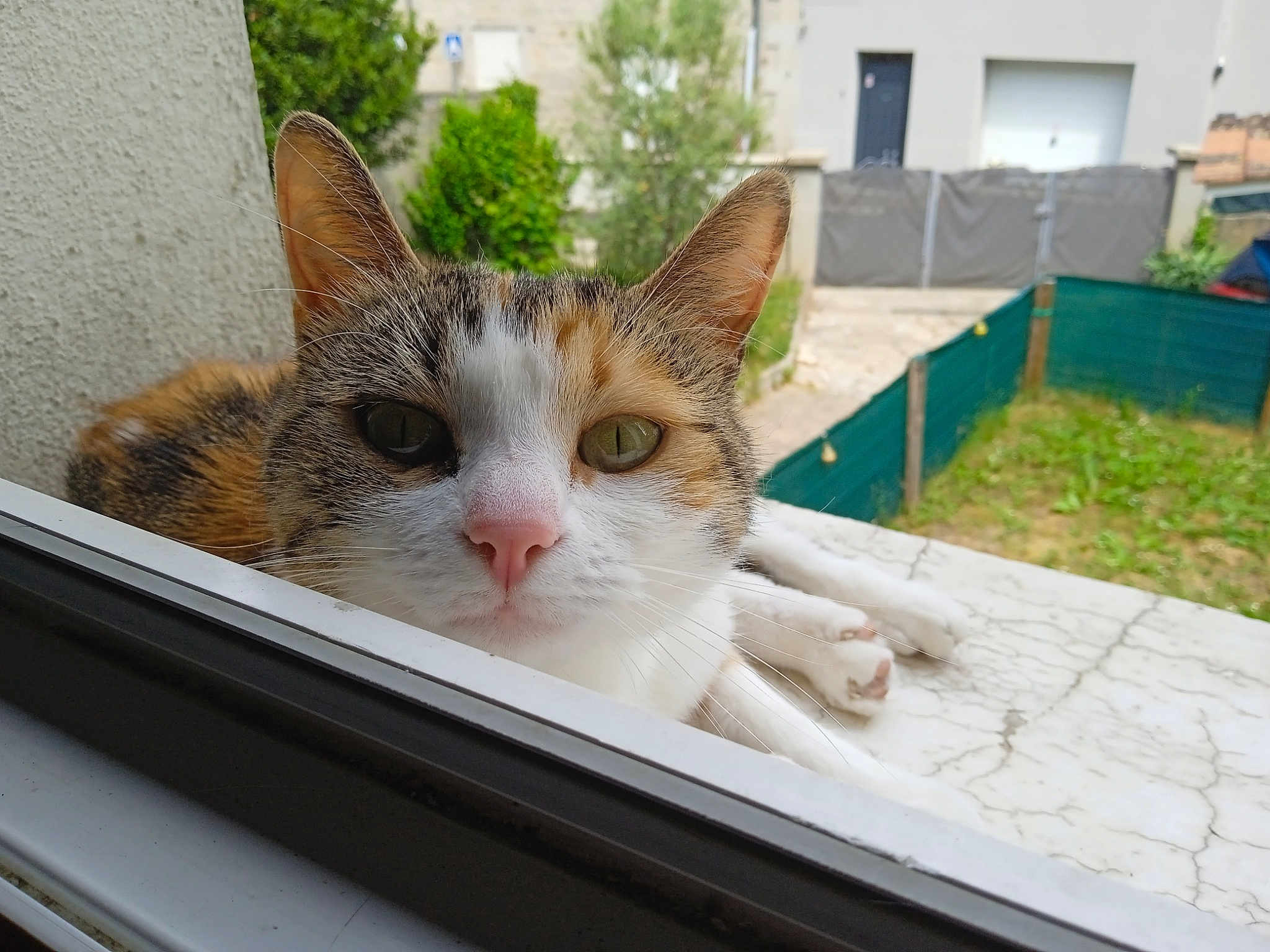 Maya