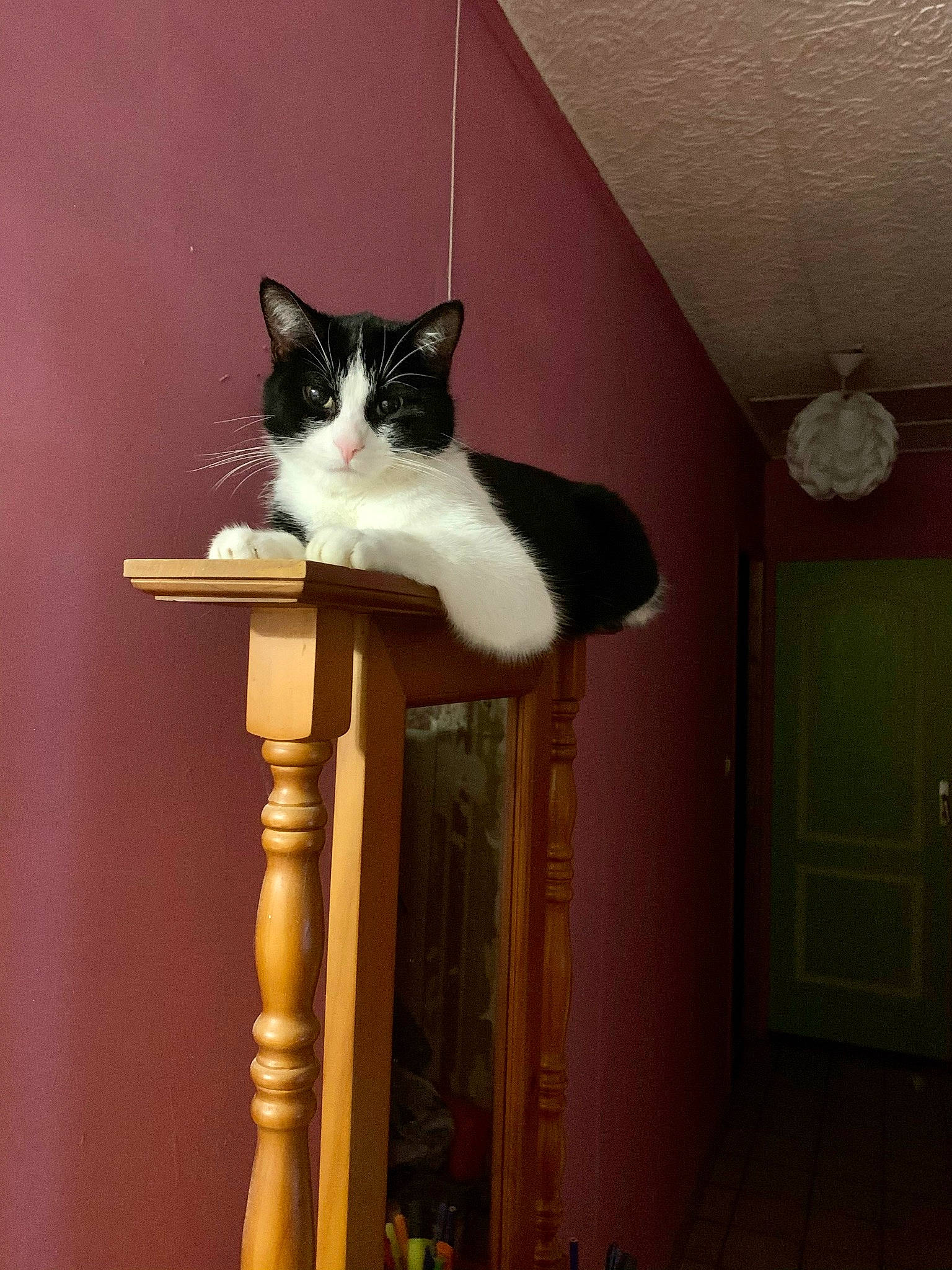 Sylvestre a rejoint le concours — aidez-le/la à gagner de superbes lots ! carnivore, cat, domestic_short_haired_cat, door, felidae, floor, flooring, formal_wear, fur, grey, hardwood, pedestal, room, shelf, small_to_medium_sized_cats, stairs, tail, whiskers, window, wood