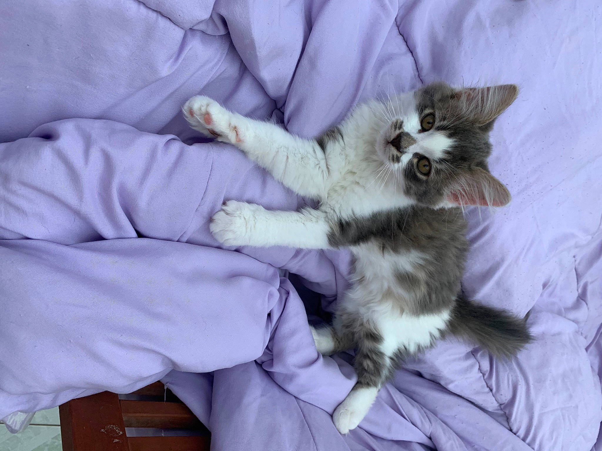 Tom a rejoint le concours — aidez-le/la à gagner de superbes lots ! bed, carnivore, cat, claw, comfort, companion_dog, domestic_short_haired_cat, fawn, felidae, fur, lap, linens, nap, paw, purple, small_to_medium_sized_cats, tail, whiskers