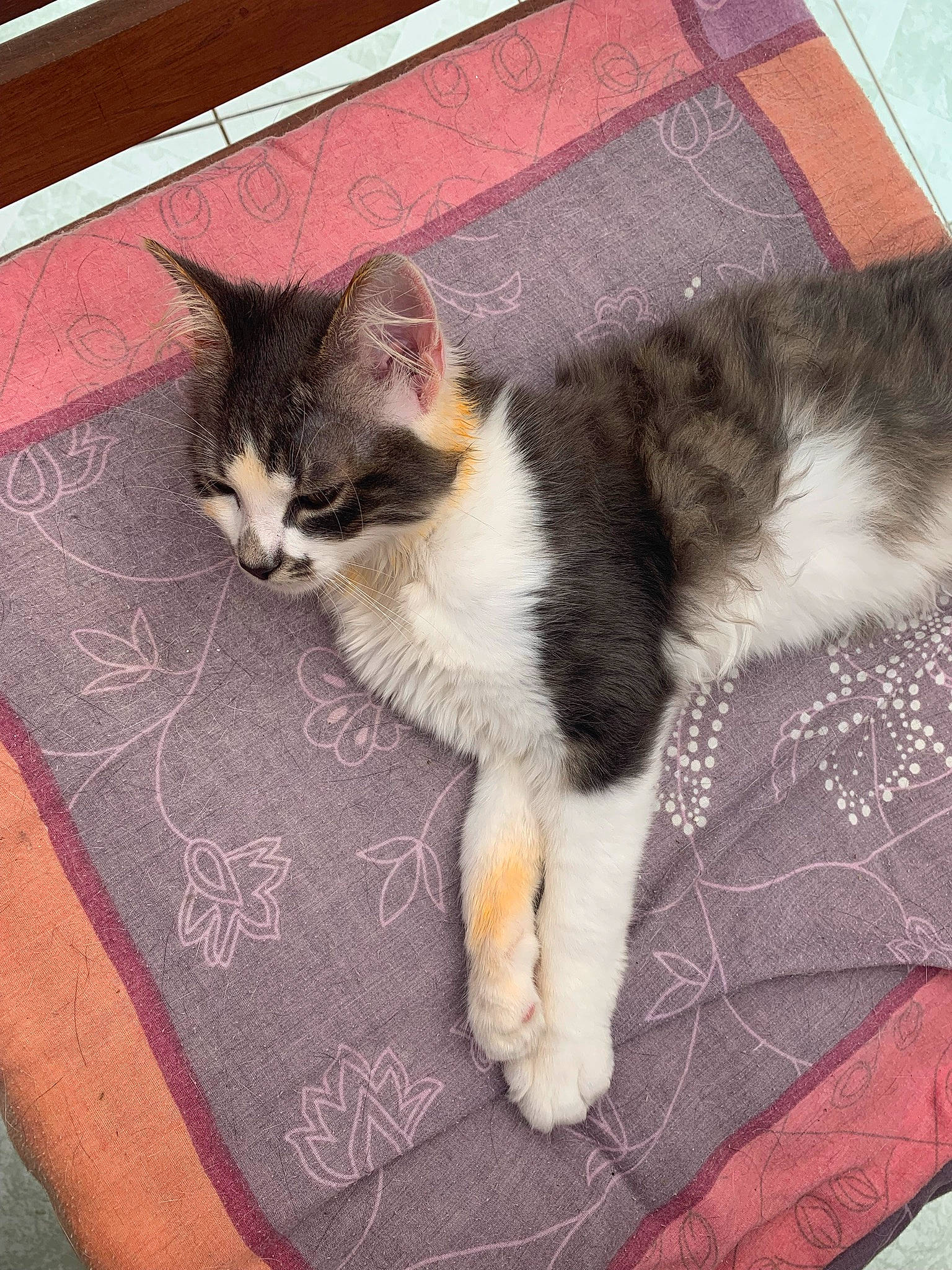 Tom a rejoint le concours — aidez-le/la à gagner de superbes lots ! carnivore, cat, claw, comfort, domestic_short_haired_cat, eye, felidae, flooring, foot, fur, human_leg, lap, paw, sitting, small_to_medium_sized_cats, snout, tail, textile, whiskers, wood