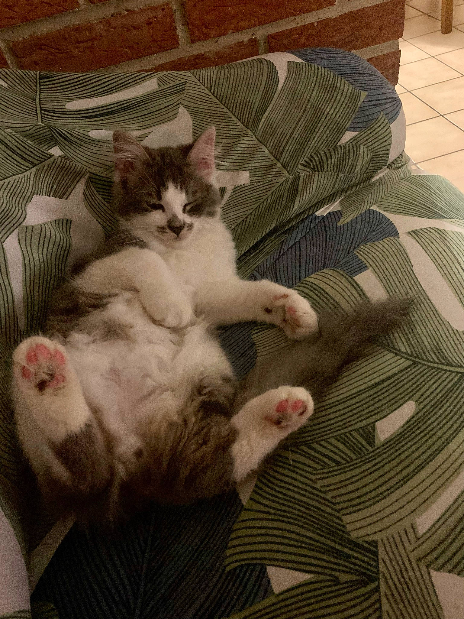 Tom participe au concours pour gagner de l'argent avec cette photo : carnivore, cat, claw, comfort, couch, domestic_short_haired_cat, felidae, flooring, foot, fur, hardwood, lap, nap, paw, room, small_to_medium_sized_cats, tail, textile, whiskers, wood