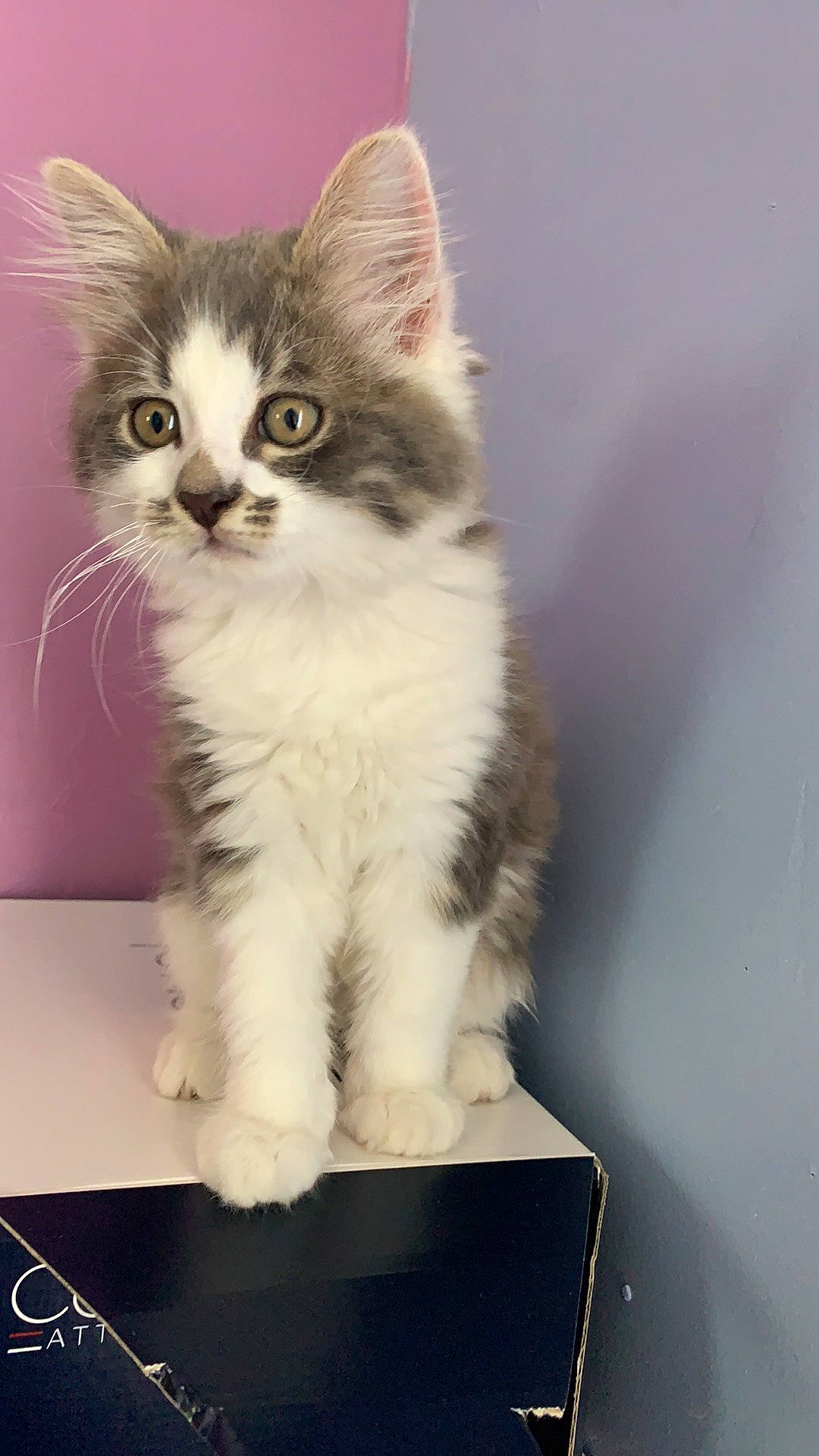 Tom a rejoint le concours — aidez-le/la à gagner de superbes lots ! carnivore, cat, claw, curious, domestic_short_haired_cat, felidae, fur, iris, paw, science, sitting, small_to_medium_sized_cats, snout, tail, whiskers