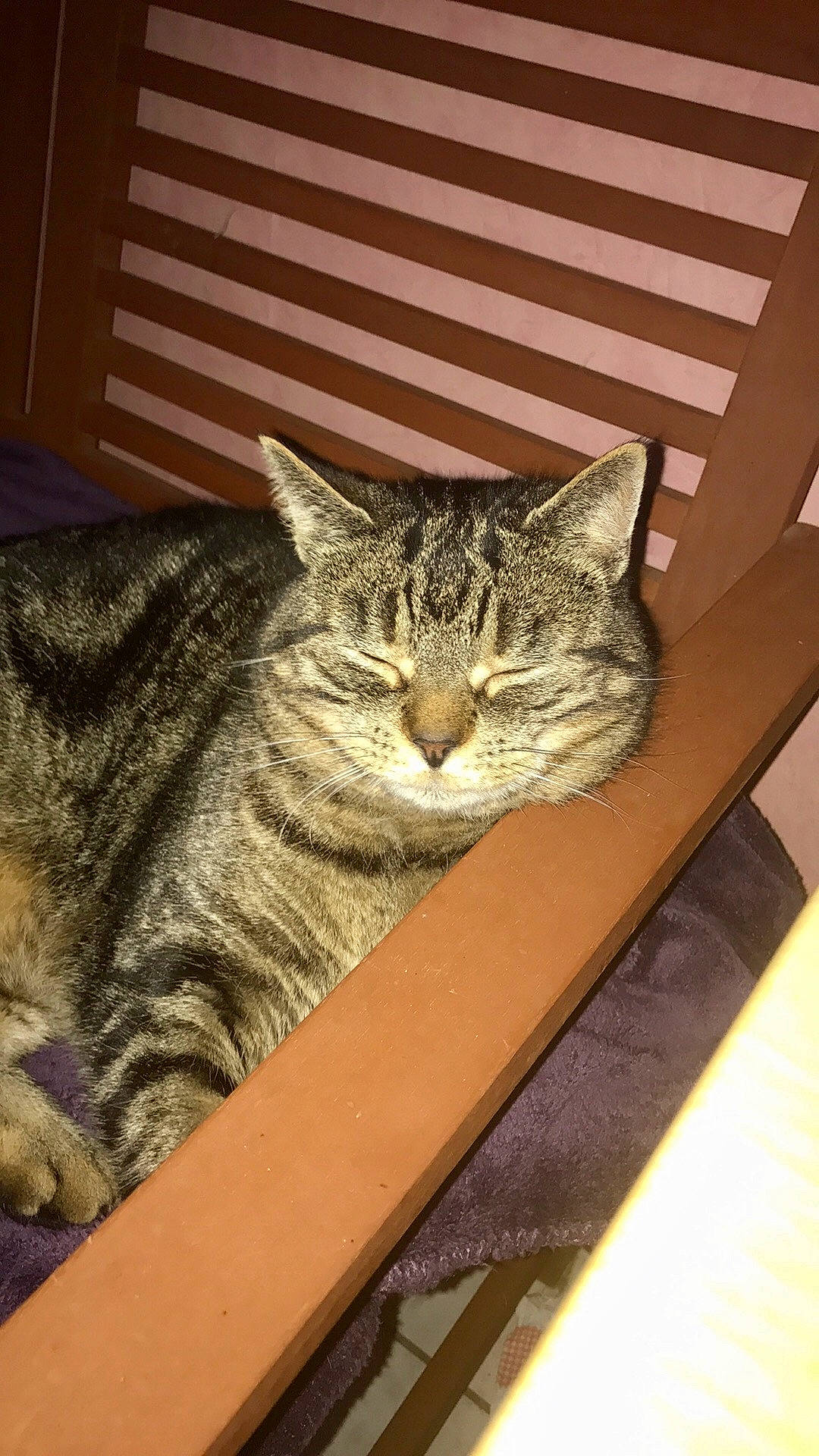 Paindepice a rejoint le concours — aidez-le/la à gagner de superbes lots ! carnivore, cat, domestic_short_haired_cat, door, felidae, fur, grey, mammal, paw, sitting, small_to_medium_sized_cats, snout, terrestrial_animal, whiskers, window, wood