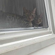 Zeus And Marble joined the competition — help win amazing prizes! animal, cat, closeup, companions, curious, domestic, face, feline, indoor, looking, mesh, paw, pets, quiet, resting, screen, soft_light, tabby, two, window