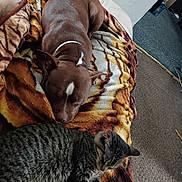 Marble joined the competition — help win amazing prizes! dog, cat, blanket, sleeping, pet, brown_dog, striped_cat, indoor, carpet, cozy, relaxed, animal, fur, whiskers, paws, nap, resting, companion, domestic, home