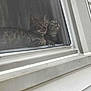 Marble is registered to the contest to win money with this photo: cat, tabby, window, screen, indoor, pets, curious, resting, animal, fur, whiskers, ears, face, looking, closeup, two_animals, domestic_cat, window_sill, house, feline