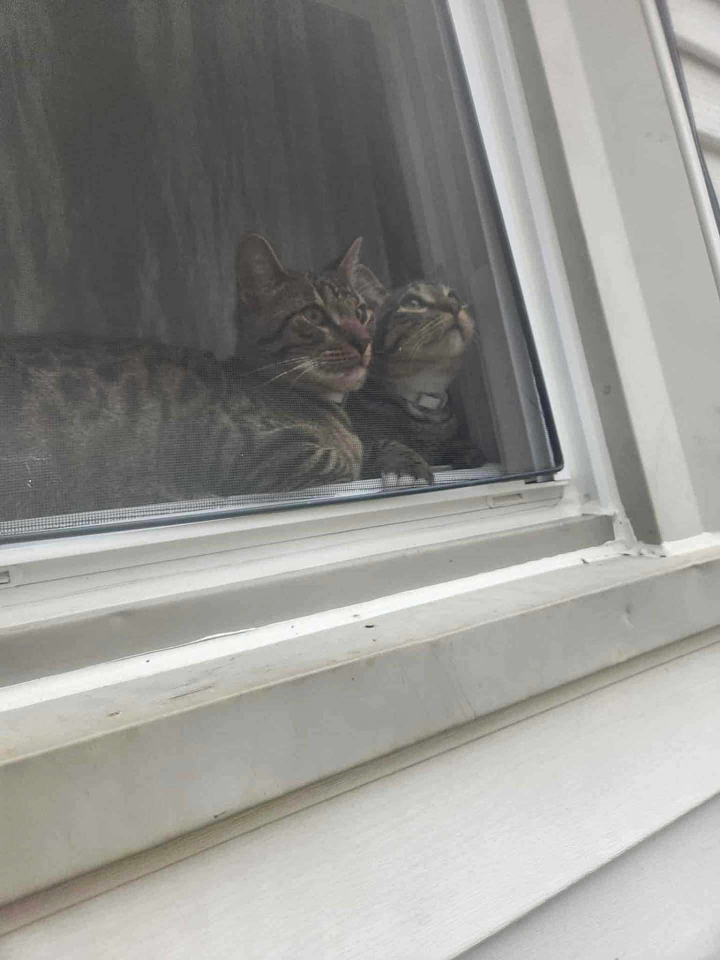 Marble is registered to the contest to win money with this photo: cat, tabby, window, screen, indoor, pets, curious, resting, animal, fur, whiskers, ears, face, looking, closeup, two_animals, domestic_cat, window_sill, house, feline