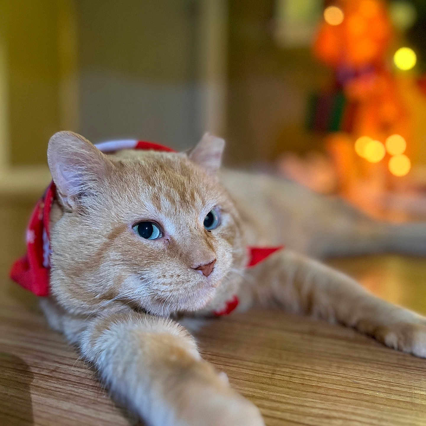 Nugget is registered to the contest to win money with this photo: animal, bandana, bokeh, cat, close_up, cute, domestic_cat, ears, feline, fur, ginger_cat, holiday, indoor, pet, portrait, relaxed, stretching, warm_lighting, whiskers, wooden_floor