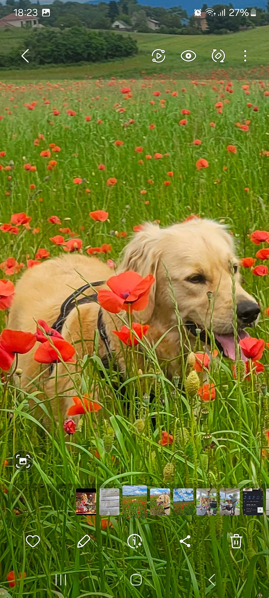 Ryo participe au concours pour gagner de l'argent avec cette photo : botany, carnivore, companion_dog, dog, dog_breed, fawn, field, flower, flowering_plant, grass, grass_family, grassland, landscape, meadow, natural_landscape, people_in_nature, petal, plant, prairie, working_animal