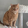animal, cat, cat_tree, cute, domestic_cat, ears, eyes, feline, fluffy, fur, ginger_cat, home, indoor, perch, pet, portrait, sitting, soft_texture, tabby, whiskers