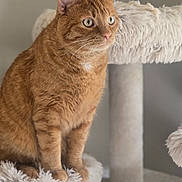 Nalo is registered to the contest to win money with this photo: animal, cat, cat_tree, close_up, cozy, curious, domestic_animal, ears, eyes, feline, fluffy, fur, ginger_cat, indoor, perched, pet, portrait, sitting, soft_texture, whiskers