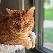 Nalo is registered to the contest to win money with this photo: cat, ginger_cat, feline, pet, animal, indoor, window, sunlight, fluffy_perch, relaxed, whiskers, ears, fur, closeup, portrait, domestic_cat, curious, paws, resting, home