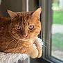 cat, ginger_cat, feline, pet, animal, indoor, window, sunlight, fluffy_perch, relaxed, whiskers, ears, fur, closeup, portrait, domestic_cat, curious, paws, resting, home