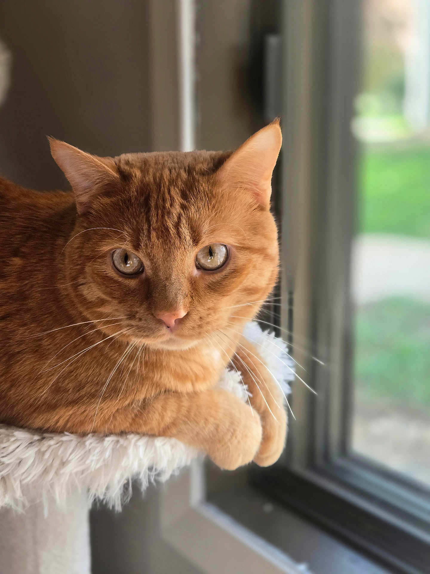 Nalo is registered to the contest to win money with this photo: cat, ginger_cat, feline, pet, animal, indoor, window, sunlight, fluffy_perch, relaxed, whiskers, ears, fur, closeup, portrait, domestic_cat, curious, paws, resting, home