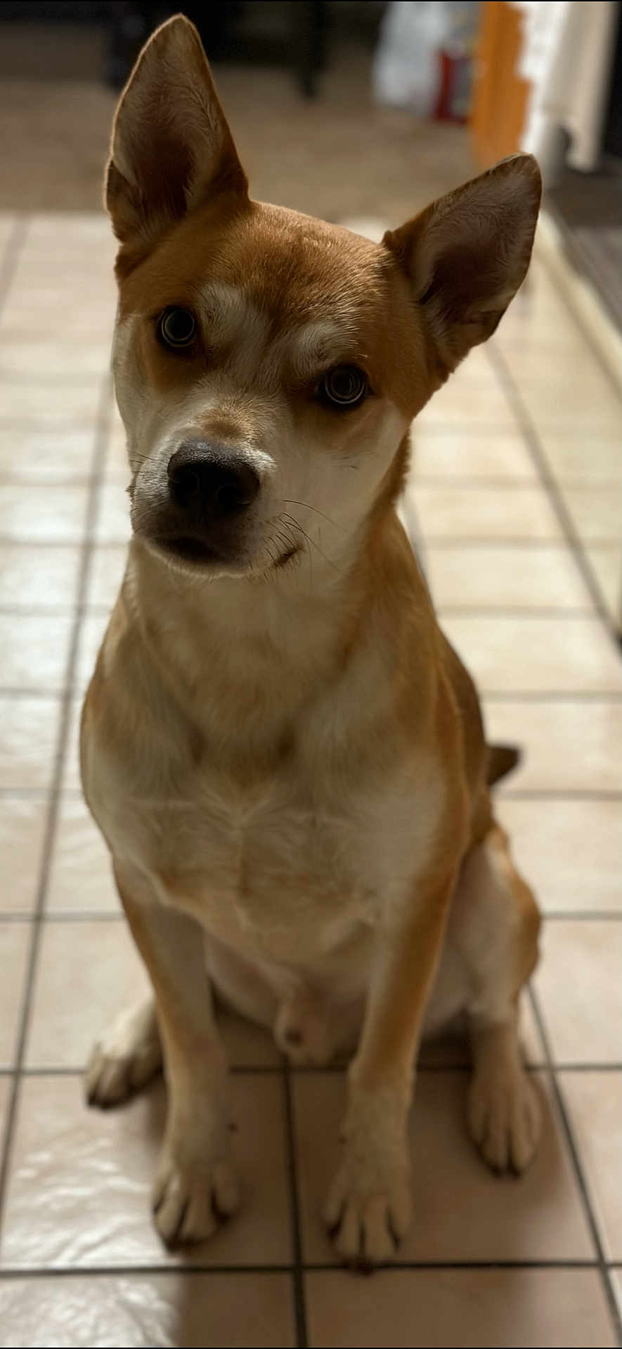 Bear