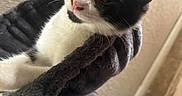 Sage Jr is registered to the contest to win money with this photo: cat, black_and_white, kitten, feline, pet, animal, portrait, close_up, face, whiskers, ears, eyes, pink_nose, fur, tuxedo_cat, lounging, scratching_post, indoor, home, cozy