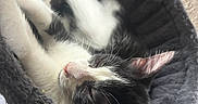 Sage Jr joined the competition — help win amazing prizes! animal, black_and_white_cat, cat, cat_bed, close_up, cozy, funny_pose, fur, indoor, nap, paws, pet, pink_ears, pink_nose, plush, relaxed, sleeping, tuxedo_cat, upside_down, whiskers