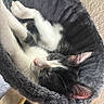animal, black_and_white_cat, cat, cat_bed, close_up, cozy, funny_pose, fur, indoor, nap, paws, pet, pink_ears, pink_nose, plush, relaxed, sleeping, tuxedo_cat, upside_down, whiskers
