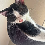Sage Jr joined the competition — help win amazing prizes! animal, black_and_white, cat, close_up, cozy, ears, facial_expression, fur, indoor, kitten, lounging, perch, pet, photography, pink_nose, portrait, relaxed, sleepy, soft, whiskers