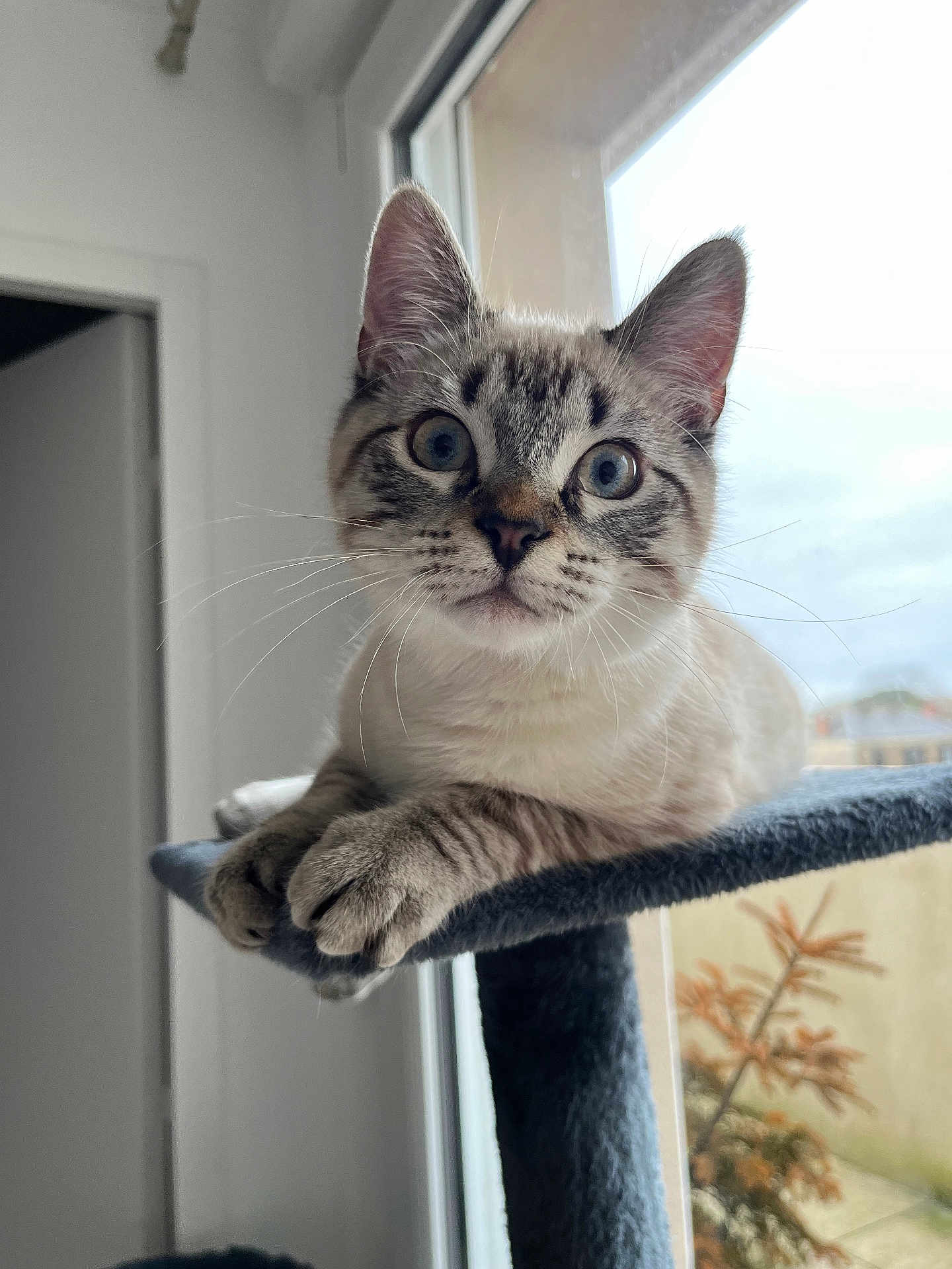 Creed participe au concours pour gagner de l'argent avec cette photo : cat, blue_eyes, whiskers, window, indoor, perch, fur, curious, pet, animal, close_up, face, paws, domestic_animal, feline, resting, soft_light, home, cute, cozy
