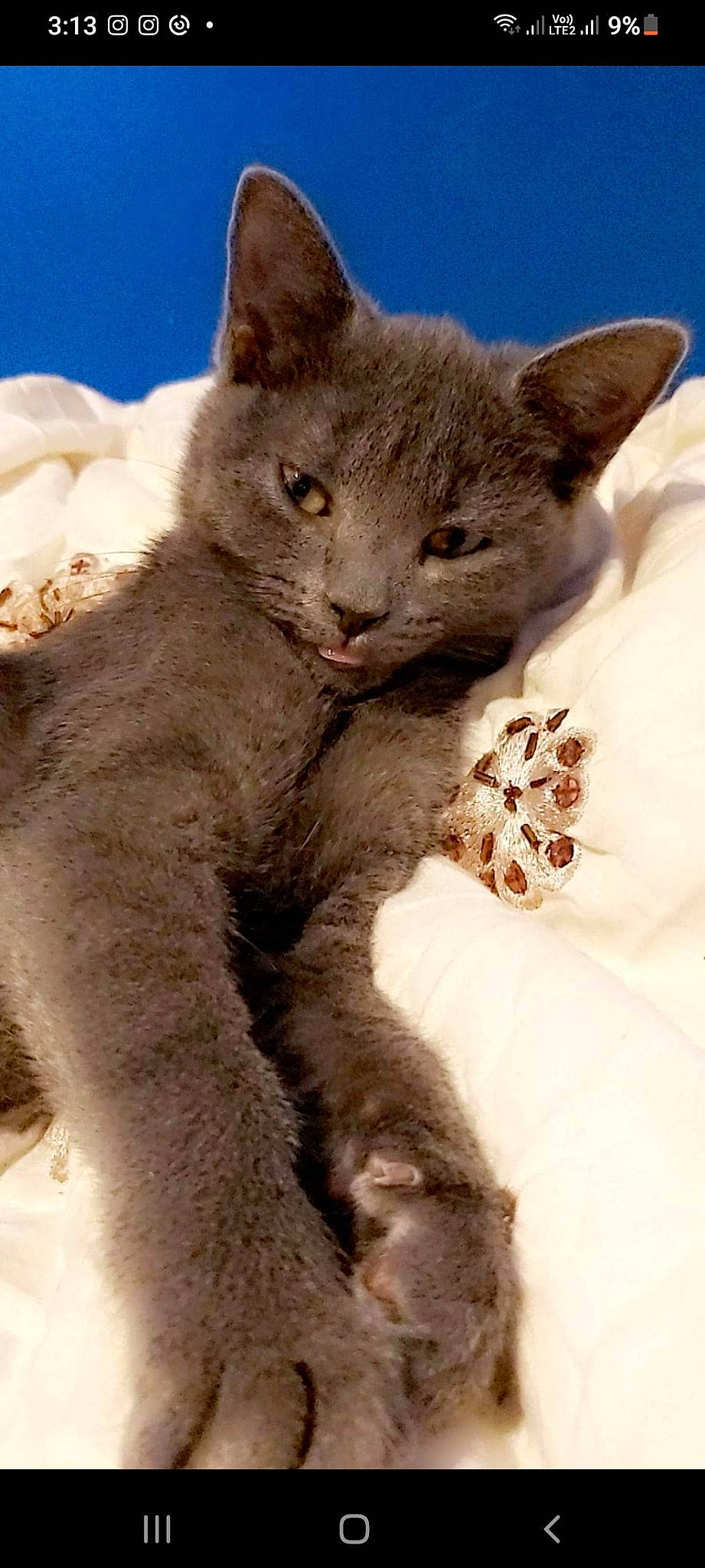 Misty is registered to the contest to win money with this photo: carnivore, cat, claw, comfort, felidae, fur, paw, russian_blue, sky, small_to_medium_sized_cats, snout, tail, terrestrial_animal, whiskers, window