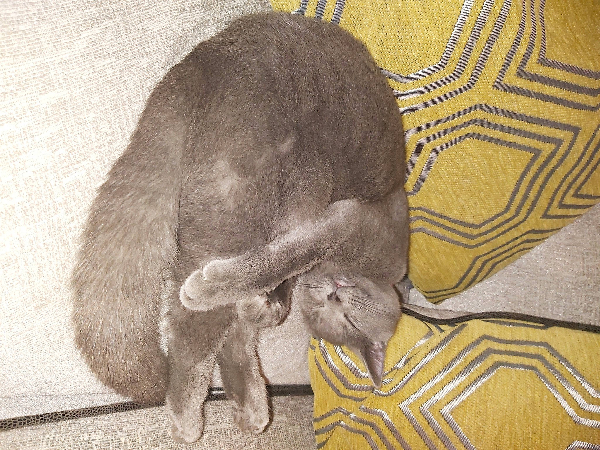 Misty joined the competition — help win amazing prizes! carnivore, comfort, elephant, elephants_and_mammoths, fawn, felidae, fur, grey, paw, small_to_medium_sized_cats, snout, sporting_group, tail, terrestrial_animal, visual_arts, wildlife, working_animal