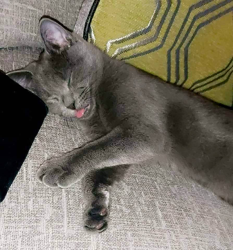 Misty is registered to the contest to win money with this photo: carnivore, cat, comfort, domestic_short_haired_cat, felidae, fur, grey, paw, photo_caption, small_to_medium_sized_cats, snout, tail, terrestrial_animal, whiskers