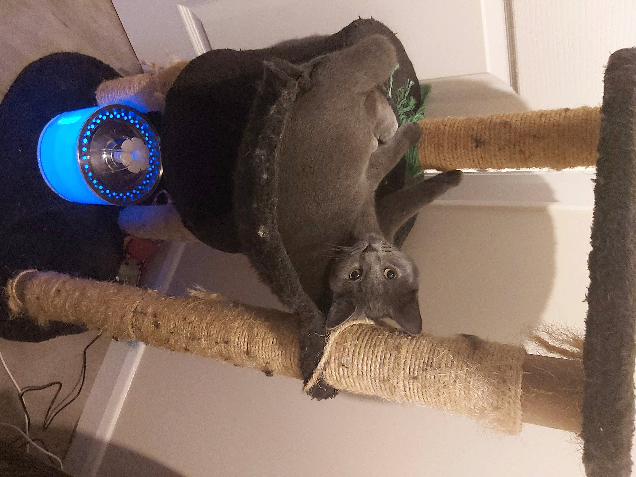 Misty joined the competition — help win amazing prizes! comfort, dog_breed, electric_blue, eyewear, fashion_accessory, felidae, fur, hat, jewellery, personal_protective_equipment, room, small_to_medium_sized_cats, stuffed_toy, tail, toy, twig, watch, water_bottle, wood, wrist