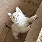 Milky participe au concours pour gagner de l'argent avec cette photo : kitten, cat, blue_eyes, white_fur, curious, pet, cute, indoor, couch, furniture, claws, whiskers, small, adorable, animal, feline, young, playful, home, cozy