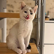 Milky a rejoint le concours — aidez-le/la à gagner de superbes lots ! kitten, cat, white_cat, indoor, stair, wood, feline, pet, young, cute, sitting, fur, animal, whiskers, ears, face, tail, paw, domestic, blurred_background