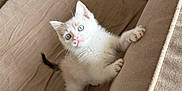 Milky a rejoint le concours — aidez-le/la à gagner de superbes lots ! kitten, cat, blue_eyes, white_fur, curious, pet, cute, indoor, couch, furniture, claws, whiskers, small, adorable, animal, feline, young, playful, home, cozy